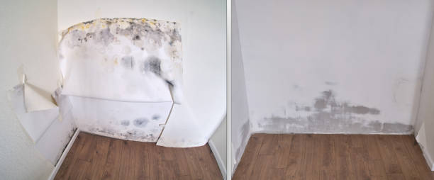 Water damage restoration mold remediation in Millbrook, AL